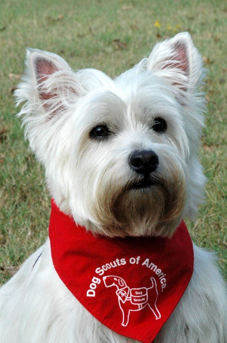 Something to Bark About
